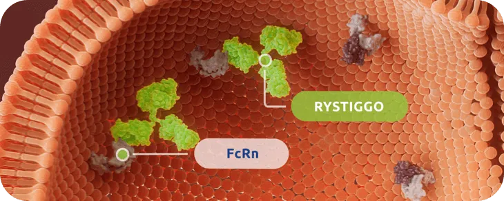 Mechanism of Action