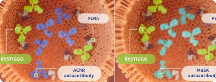 RYSTIGGO® Mechanism of Action Video